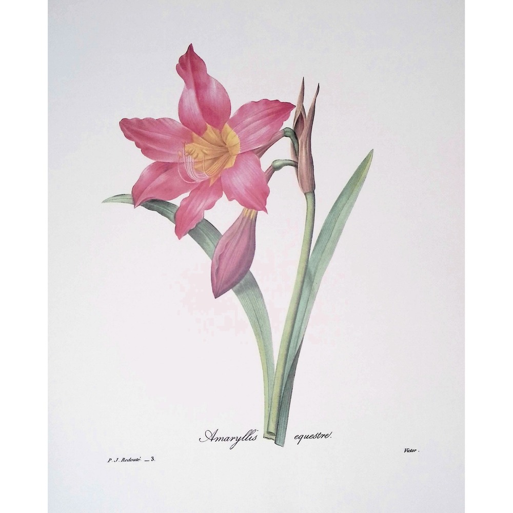 Amaryllis Equestre Redoute Botanical Flower Print Pink Lily Vtg Floral Wall Art